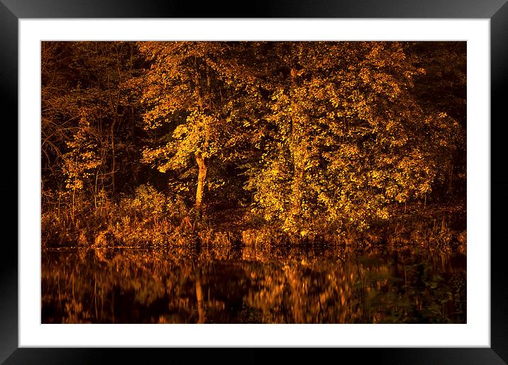 Golden Reflection Framed Mounted Print by Naylor's Photography