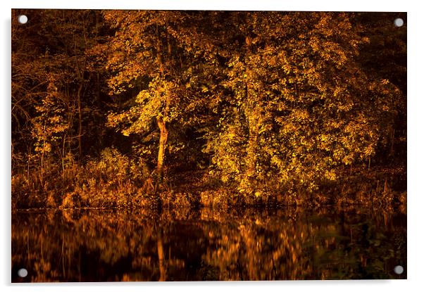 Golden Reflection Acrylic by Naylor's Photography