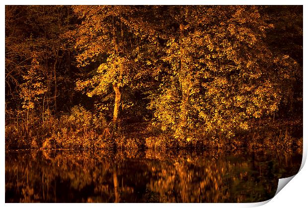 Golden Reflection Print by Naylor's Photography