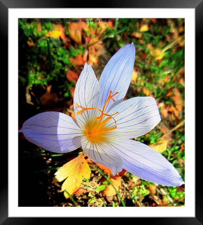 wild saffron in jungle 4 , Framed Mounted Print by Ali asghar Mazinanian