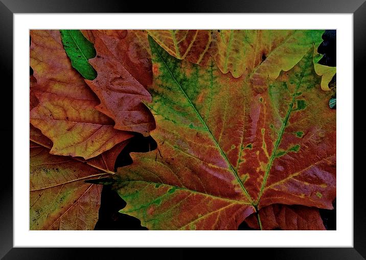 The Colour of Autumn  Framed Mounted Print by Sue Bottomley