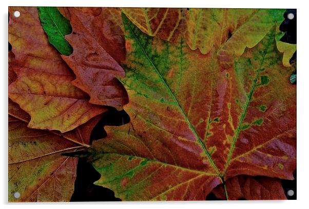 The Colour of Autumn  Acrylic by Sue Bottomley