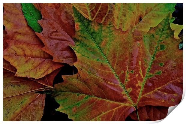 The Colour of Autumn  Print by Sue Bottomley