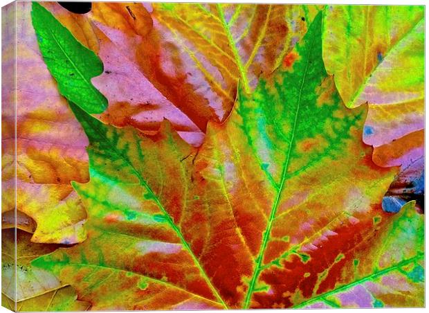 Bright Autumn Leafs Canvas Print by Sue Bottomley