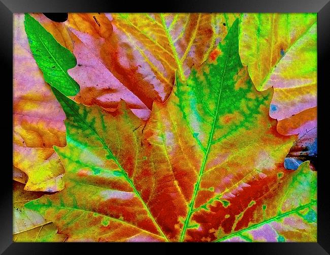  Bright Autumn Leafs Framed Print by Sue Bottomley