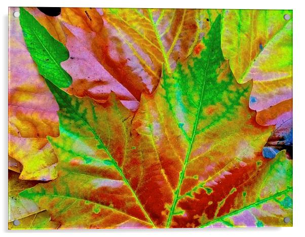  Bright Autumn Leafs Acrylic by Sue Bottomley