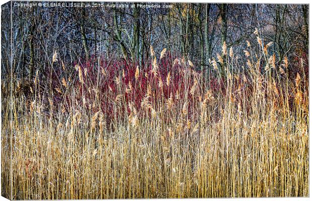 Winter reeds and forest Canvas Print by ELENA ELISSEEVA