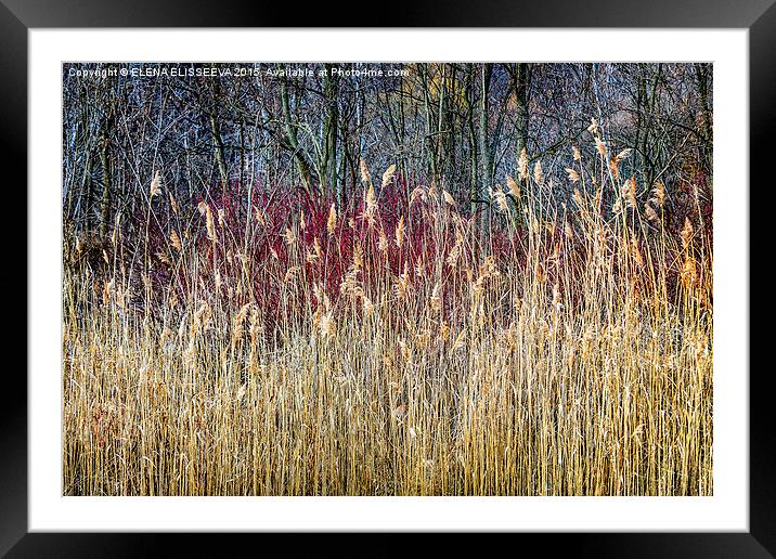 Winter reeds and forest Framed Mounted Print by ELENA ELISSEEVA