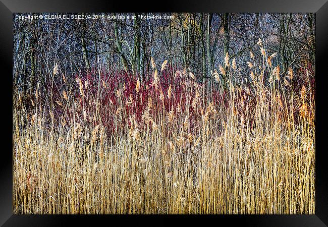 Winter reeds and forest Framed Print by ELENA ELISSEEVA