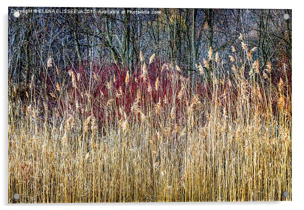 Winter reeds and forest Acrylic by ELENA ELISSEEVA