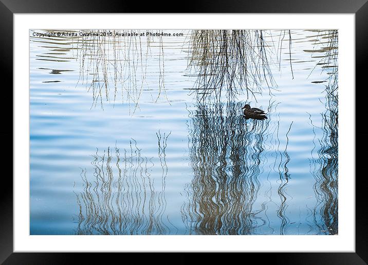 Duck under willow droop twigs Framed Mounted Print by Arletta Cwalina
