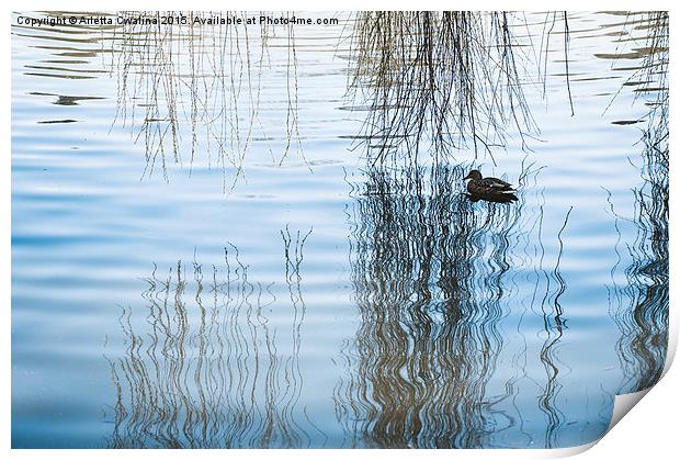 Duck under willow droop twigs Print by Arletta Cwalina