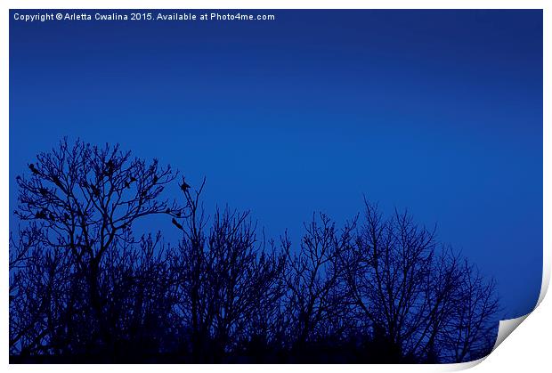 Crows on trees silhouette Print by Arletta Cwalina
