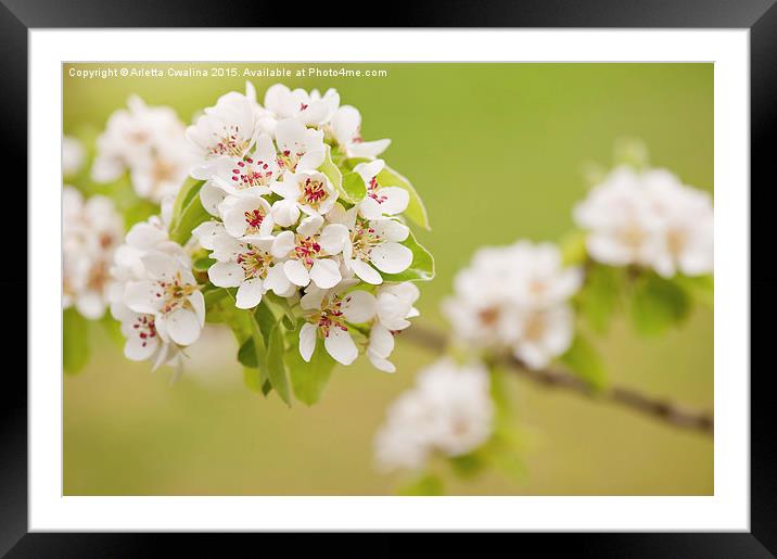White Pyrus abloom detail Framed Mounted Print by Arletta Cwalina