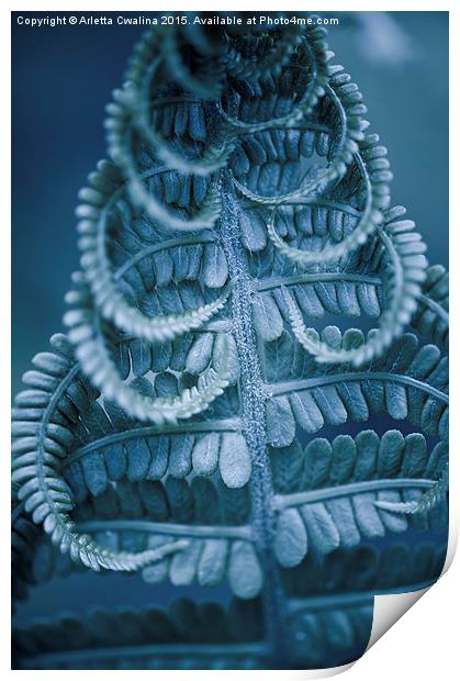 Twisted fern blue leaf macro Print by Arletta Cwalina