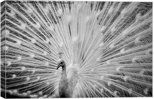  White Peacock Displaying Canvas Print by Len Brook