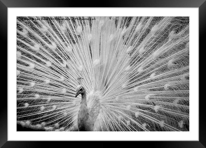  White Peacock Displaying Framed Mounted Print by Len Brook