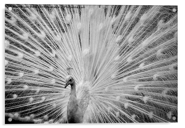  White Peacock Displaying Acrylic by Len Brook