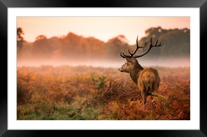 Red deer stag Framed Mounted Print by Inguna Plume