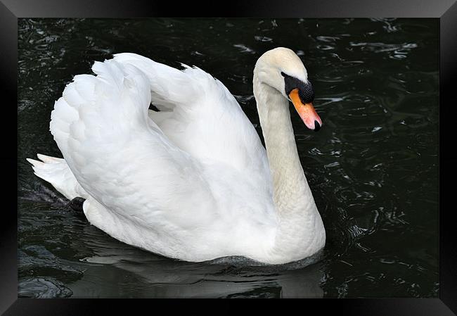 Swan on Parade Framed Print by Chris Day