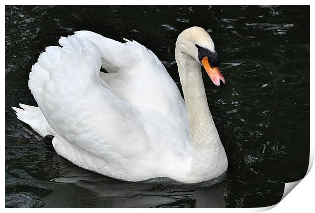 Swan on Parade Print by Chris Day