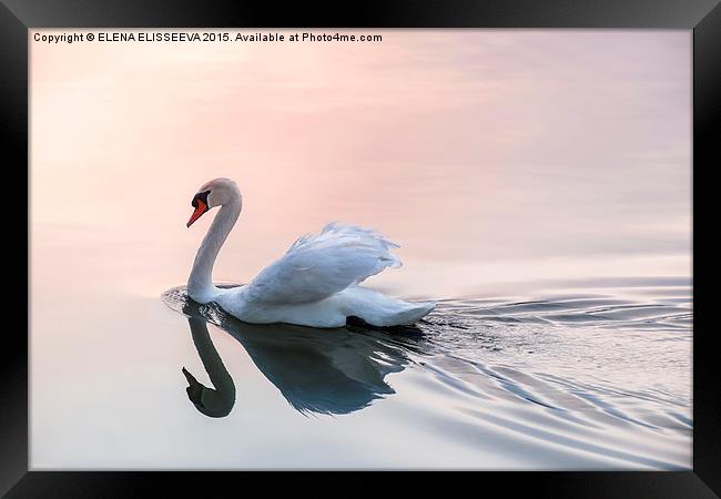 Sunset swan Framed Print by ELENA ELISSEEVA