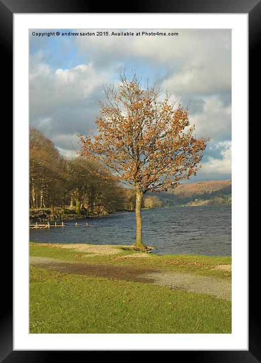  LONELY TREE Framed Mounted Print by andrew saxton