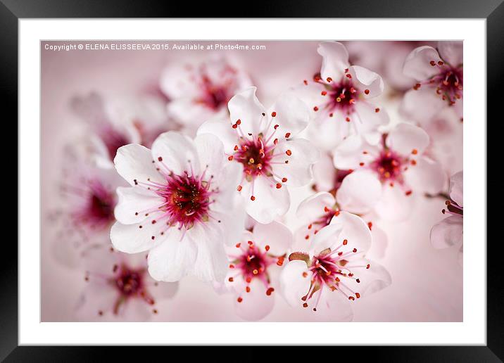  Cherry blossoms Framed Mounted Print by ELENA ELISSEEVA