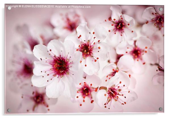  Cherry blossoms Acrylic by ELENA ELISSEEVA