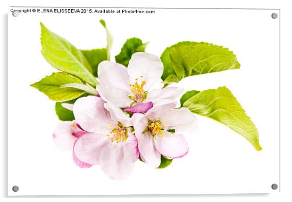 Pink apple blossoms Acrylic by ELENA ELISSEEVA