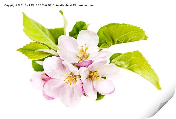 Pink apple blossoms Print by ELENA ELISSEEVA