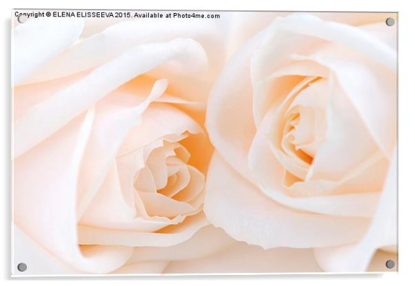 Beige roses Acrylic by ELENA ELISSEEVA