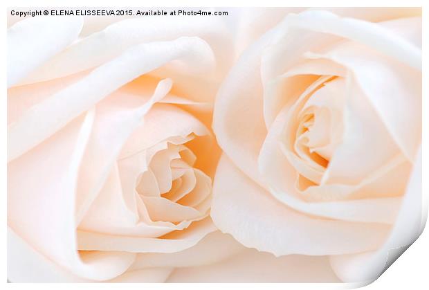 Beige roses Print by ELENA ELISSEEVA
