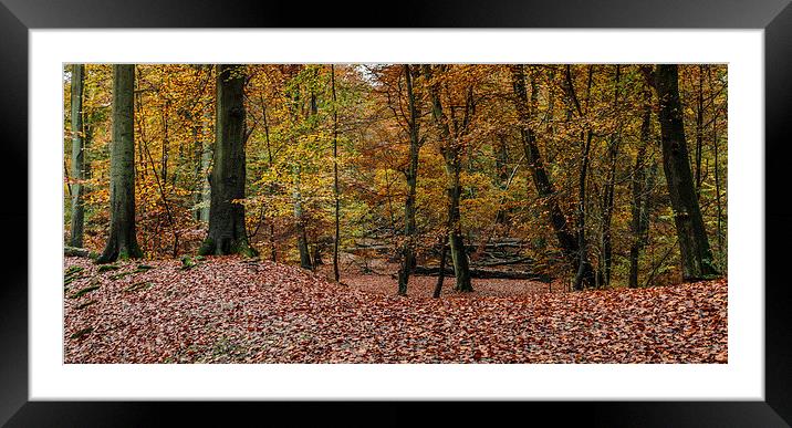 Autumn Scene.  Framed Mounted Print by Peter Bunker