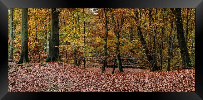 Autumn Scene.  Framed Print by Peter Bunker