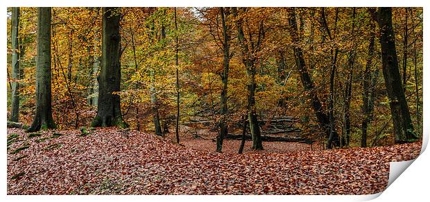 Autumn Scene.  Print by Peter Bunker