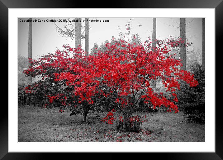 The red leaves Framed Mounted Print by Zena Clothier
