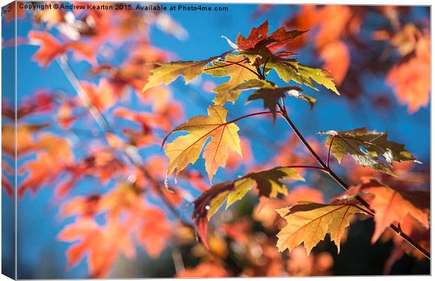  Vivid autumn colour on a sunny morning Canvas Print by Andrew Kearton