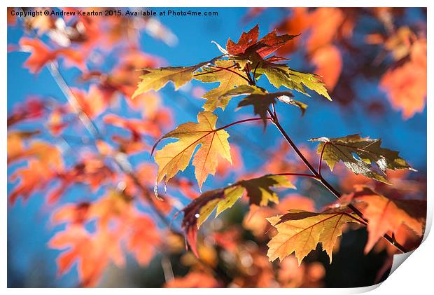  Vivid autumn colour on a sunny morning Print by Andrew Kearton