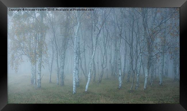  Autumn mist in Silver Birch woods Framed Print by Andrew Kearton