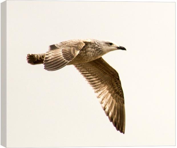  flight of the gull Canvas Print by keith sutton