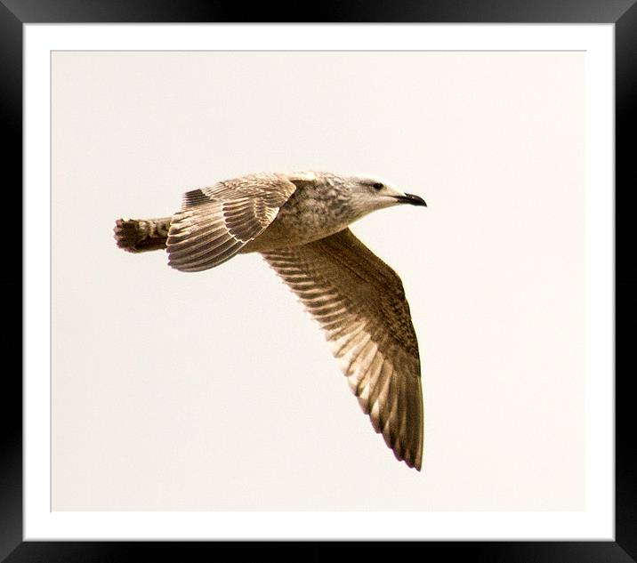  flight of the gull Framed Mounted Print by keith sutton