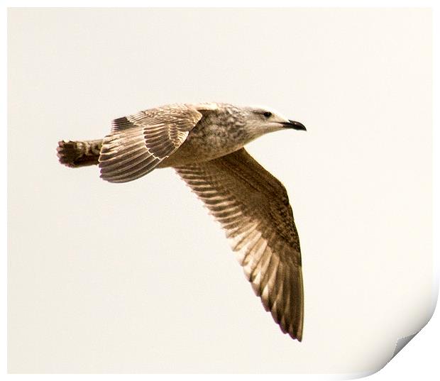  flight of the gull Print by keith sutton