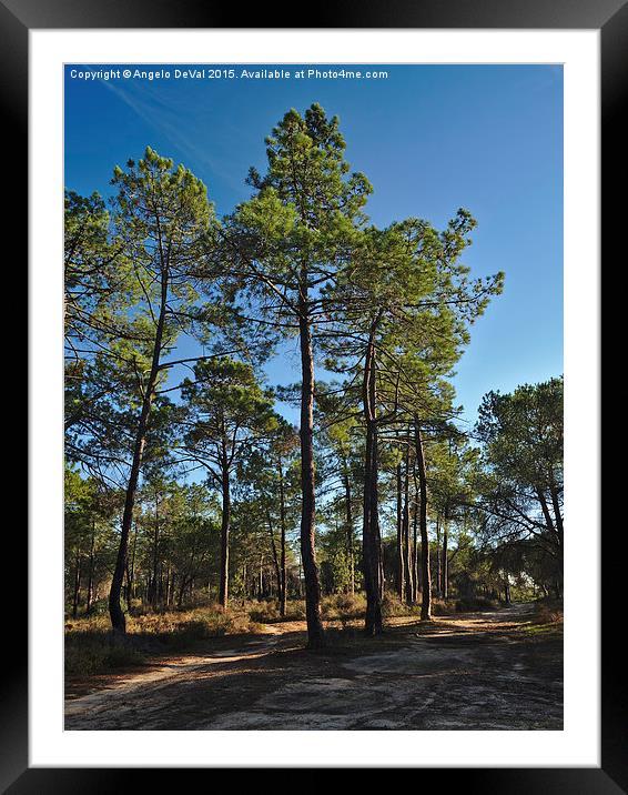 Forest Path and Pine Trees Framed Mounted Print by Angelo DeVal