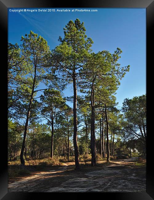 Forest Path and Pine Trees Framed Print by Angelo DeVal