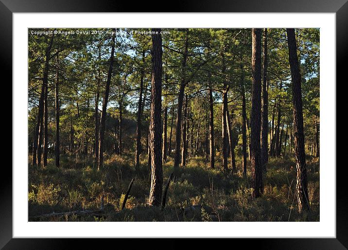 Forest Pine Trees  Framed Mounted Print by Angelo DeVal