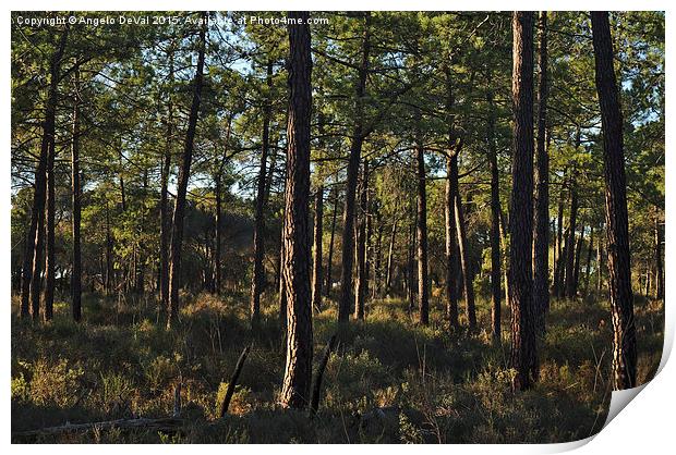 Forest Pine Trees  Print by Angelo DeVal