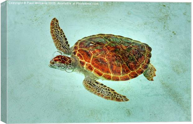 Turtle with Bubbles  Canvas Print by Paul Williams