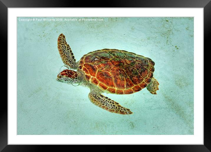 Turtle with Bubbles  Framed Mounted Print by Paul Williams