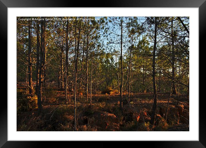 Forest During Sunset  Framed Mounted Print by Angelo DeVal